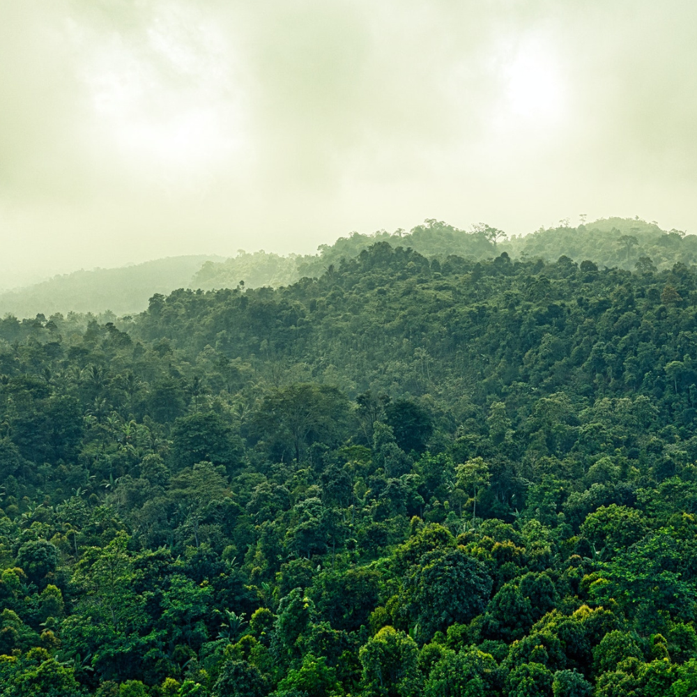 Wereld Natuur Fonds